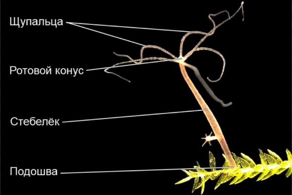 Кракен рабочая ссылка на сайт